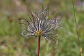Pasqueflower seeds - C
